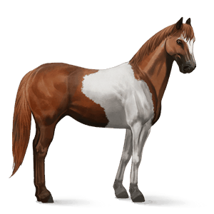 Верховая лошадь Пегий рыжий тобиано