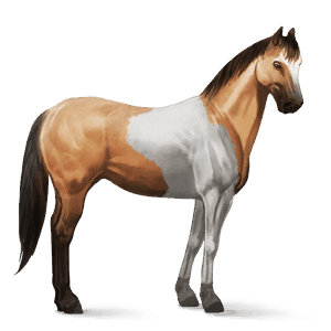 Верховая лошадь Американская кучерявая Пегий тобиано серый с яблоками