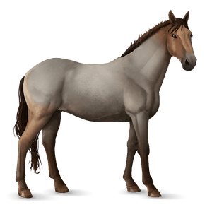Верховая лошадь Кнабструппер Пегая