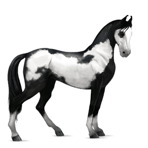 Верховая лошадь Пегий чёрный оверо