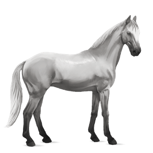 Верховая лошадь Французская Верховая Светло-серый