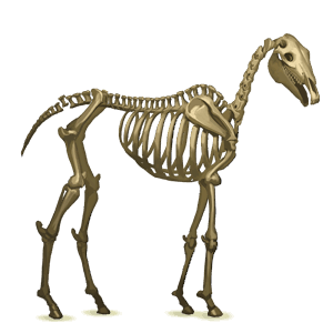 Верховая лошадь Скелет