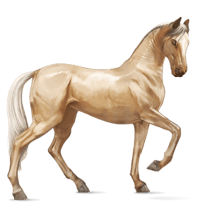 Верховая лошадь Лошадь лузитанской породы Соловая (Паломино)