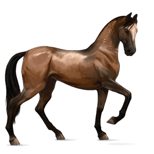 Верховая лошадь Ахалтекинская Огненно-гнедой