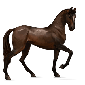 Верховая лошадь Аргентинский Криолло Светло-серый