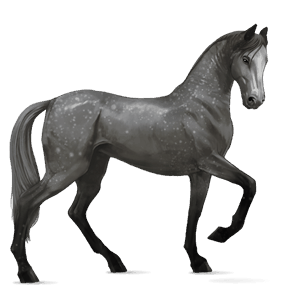 Верховая лошадь Аргентинский Криолло Пегая типа тобиано
