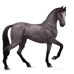 Верховая лошадь Берберийская лошадь Мышино-серый