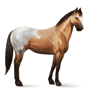 Верховая лошадь Аргентинский Криолло Изабелловая