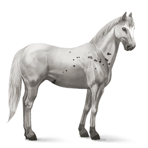 Верховая лошадь Французская Верховая Серый в яблоках