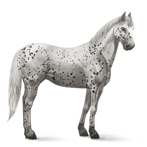 Верховая лошадь Аргентинский Криолло Рыжая