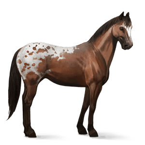 Верховая лошадь Пейнт Пегий рыжий тобиано