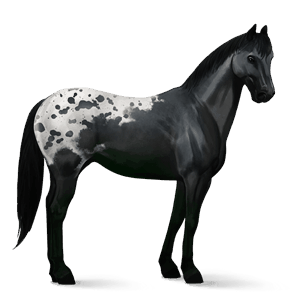 Верховая лошадь Аргентинский Криолло Пятнистая чёрная