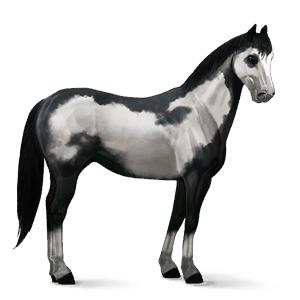 Верховая лошадь Американская кучерявая Пегий рыжий тобиано