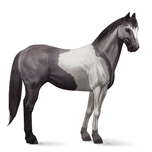 Верховая лошадь Четвертьмильная лошадь Мышино-серый