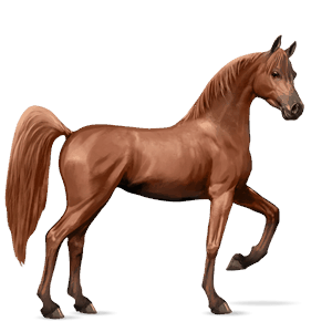 Верховая лошадь Арабская Чистокровная Рыжая