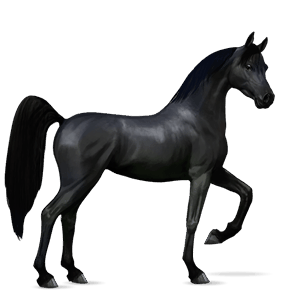 Верховая лошадь Арабская Чистокровная Красно-гнедая