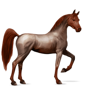 Верховая лошадь Донская Рыжая