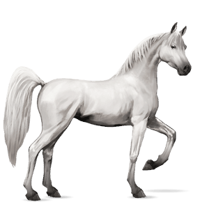 Верховая лошадь Арабская Чистокровная Серый форелевый