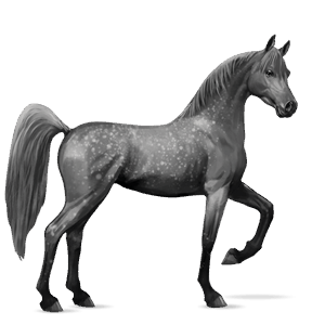 Верховая лошадь Камаргская Серый в яблоках