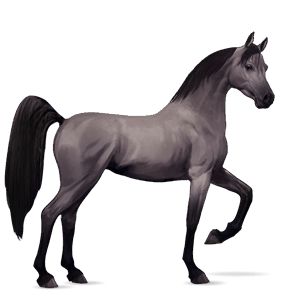 Верховая лошадь Арабская Чистокровная Мышино-серый
