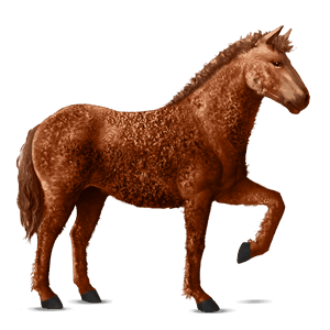 Верховая лошадь Американская кучерявая Рыжая