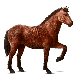 Верховая лошадь Американская кучерявая Рыжая