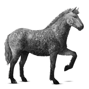 Верховая лошадь Американская кучерявая Серый в яблоках