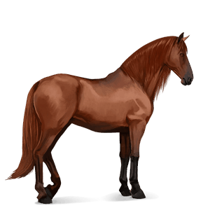Верховая лошадь Лошадь лузитанской породы Рыжая