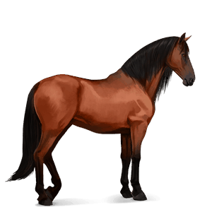 Верховая лошадь Лошадь лузитанской породы Красно-гнедая