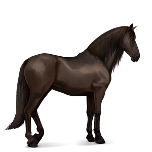 Верховая лошадь Аргентинский Криолло Огненно-гнедой
