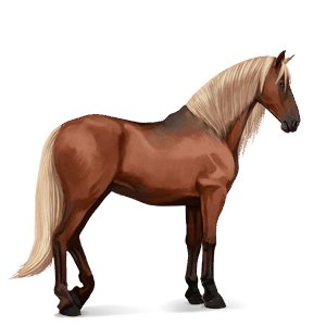 Верховая лошадь Берберийская лошадь Огненно-гнедой