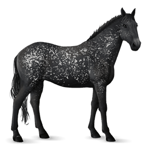 Верховая лошадь Кнабструппер Чёрная попона