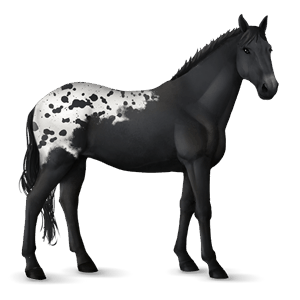 Верховая лошадь Кнабструппер Пятнистая чёрная