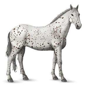 Верховая лошадь Кнабструппер Леопардово-рыжая