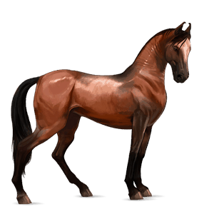 Верховая лошадь Красно-гнедая