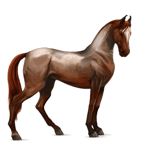Верховая лошадь Марвари Красно-гнедая