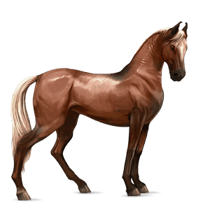 Верховая лошадь Марвари Рыжая