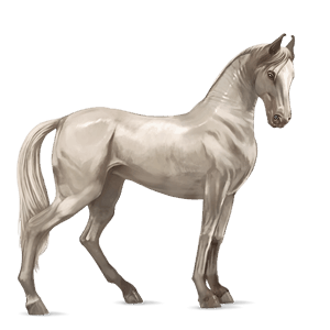 Верховая лошадь Марвари Кремелло