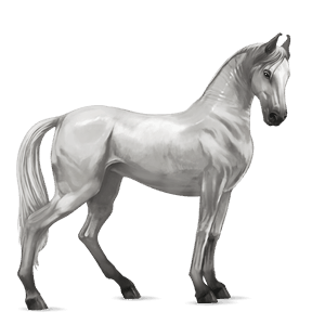 Верховая лошадь Марвари Светло-серый