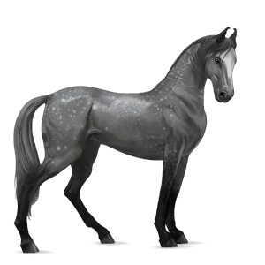Верховая лошадь Марвари Серый в яблоках