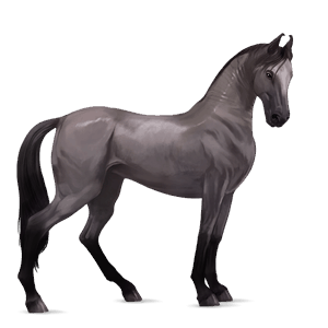 Верховая лошадь Марвари Мышино-серый