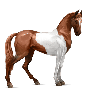 Верховая лошадь Марвари Пегий рыжий тобиано