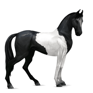 Верховая лошадь Пегий чёрный оверо