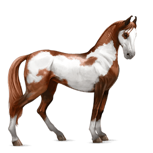 Верховая лошадь Пегий рыжий тобиано