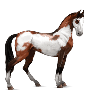 Верховая лошадь Пегий вишнёво-гнедой оверо