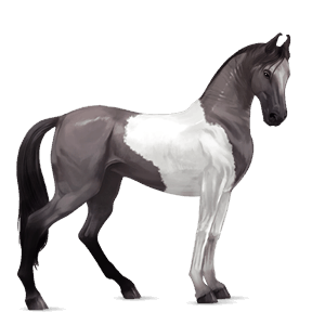 Верховая лошадь Цыганская упряжная Пегий мышино-серый тобиано