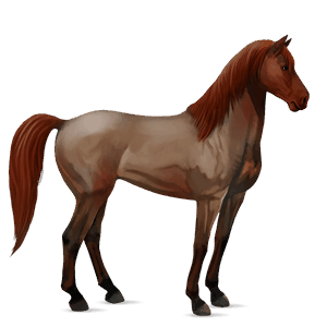 Верховая лошадь Мустанг Рыже-чалая
