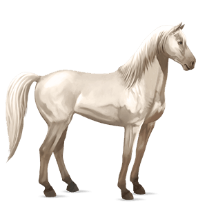 Верховая лошадь Лошадь лузитанской породы Изабелловая