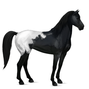 Верховая лошадь Мустанг Чёрная попона