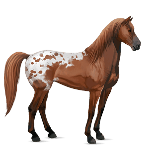 Верховая лошадь Аргентинский Криолло Пегий гнедой тобиано